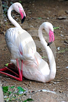 A pair of flamingo