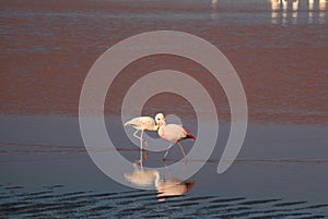 Pair of flamingo at Laguna Colorada or Red Lagoon, the salt lake in Eduardo Avaroa Andean Fauna National Reserve