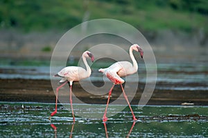 A pair of flamingo