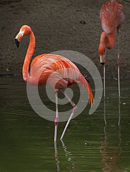 Pair of Flamingoes photo