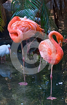 Pair of Flamingos