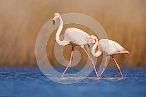 Pair of flamingos. Bird love in blue water. Two animal, walking in lake. Pink big bird Greater Flamingo, Phoenicopterus ruber, in