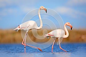 Pair of flamingos. Bird love in blue water. Two animal, walking in lake. Pink big bird Greater Flamingo, Phoenicopterus ruber, in photo