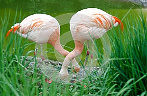 A pair of flamingos - family Phoenicopteriformes