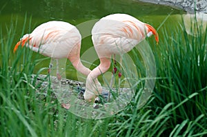 A pair of flamingos - family Phoenicopteriformes