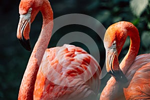 A pair of flamingos in an intimate moment, their vibrant colors tell tales of avian bonding