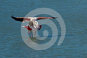 A pair of flamingos matting