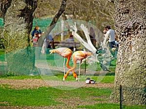 Pair of flamingos in a zoology park