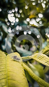 A pair of flies making love