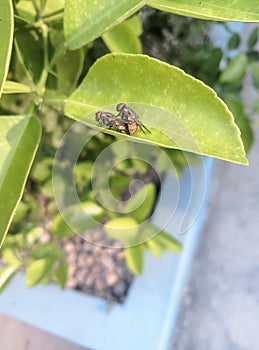 a pair of flies making love