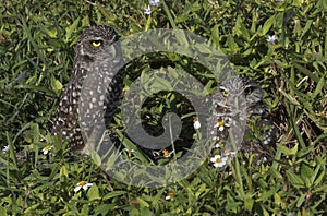 Pair of Florida burrowing owls at grassy burrow hole