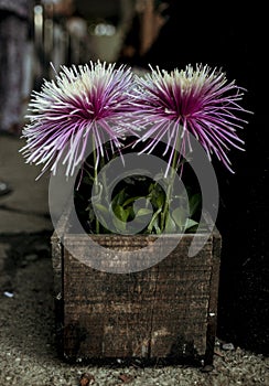 A pair of flowers