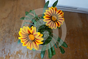 Pair of flowers of Gazania rigens Big Kiss Yellow Flame