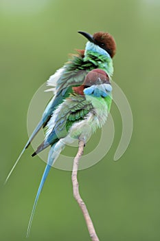 Pair of Flue-throated Fee-eater merops viridis together perching on thin branch making puffy feathers during breeding season