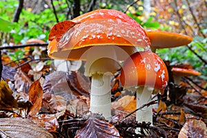 Pair of Fly agaric mushrooms