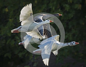 Pair of Flying Graylag Goose Anser anser Costa Ballena Cadiz