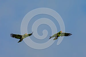A pair of flying green Parrots Crimson-fronted Parakeet on clear blue sky photo