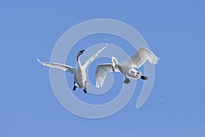 Pair of flying Swans