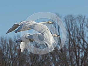 Pair of Flying Swans