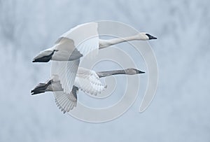 Pair of Flying Trumpeter Swans (Cygnus buccinator)