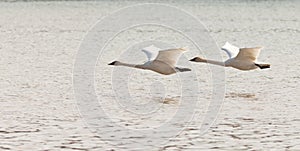 Pair of flying Trumpeter Swans Cygnus buccinator