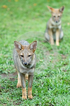 Pair of foxes walking on the grass