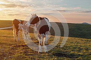 Pair of free-range dairy farming cows grazing on Zlatibor hills slopes