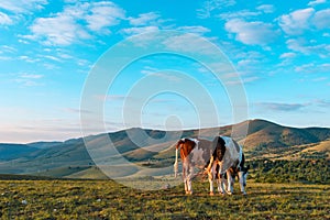 Pair of free-range dairy farming cows grazing on Zlatibor hills slopes