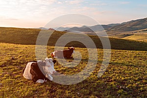 Pair of free-range dairy farming cows resting on Zlatibor hills slopes