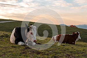 Pair of free-range dairy farming cows resting on Zlatibor hills slopes
