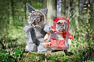 Pair of French Bulldog dogs dressed up as fairytale characters Little Red Riding Hood and Big Bad Wolf with full body costumes