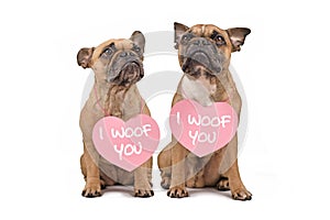 Pair of French Bulldog dogs with Valentine's Day hearts with text 'I woof you' around necks on white background