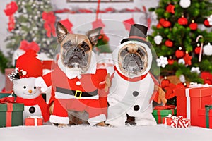 Pair of French Bulldog dogs wearing funny Christmas costumes dressed up as Snowman and Santa Claus