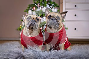 Pair of French Bulldog dogs wearing matching red knitted Christmas sweater sitting on fur blanket in front of Christmas tree