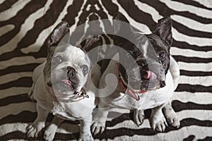 Pair of French bulldogs looking up with their tongues out waiting for an award from the owner