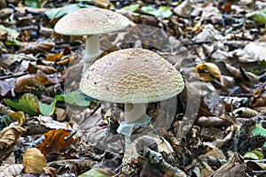 A pair of fresh blushing amanita (Amanita rubescens) in the Clingendael park in The Hague