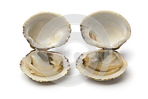 Pair of fresh raw open warty venus clams