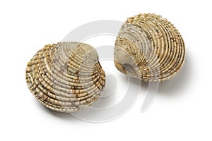 Pair of fresh raw warty venus clams