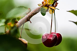 A pair of fresh ripe cherries hanging from the branch of a cherry tree. Concepts of organic fruit cultivation or healthy eating