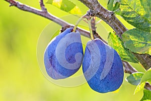 Pair of fresh ripe unpicked plums in the plum-tree