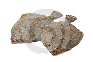 Pair of fresh Turbot fishes photo