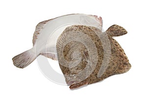 Pair of fresh Turbot fishes photo