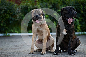 A pair of friendly lovebirds of the breed Kane-Corso are sitting in the park