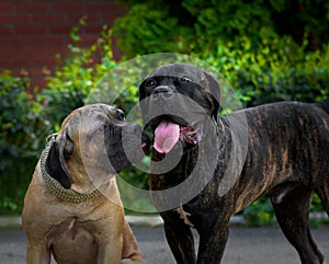 A pair of friendly lovebirds of the breed Kane-Corso are sitting in the park