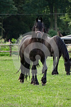 A pair of Friesian horses in a meadow on a ranch