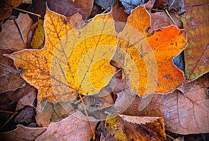 A Pair of Frosted Autumn Leaves photo