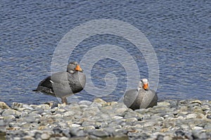 A Pair of Fuegian Steamer Duck, Tachyeres pteneres