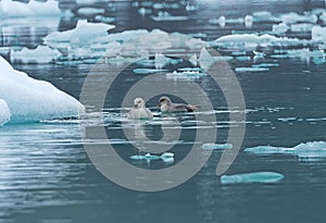 A Pair of Fulmars Swimming in Icy Waters