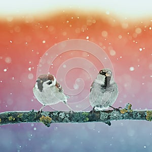 Pair of funny birds in fancy Christmas Park during a snowfall