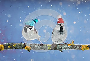 a pair of funny birds Sparrow sitting on a branch in winter garden in a humorous knitted hats